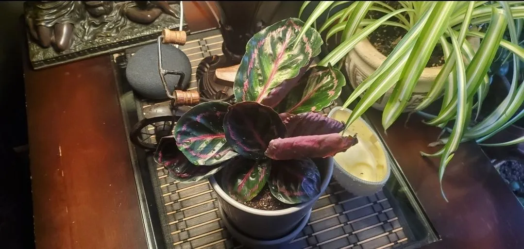 Screenshot_20201108-164842_Gallery.webp