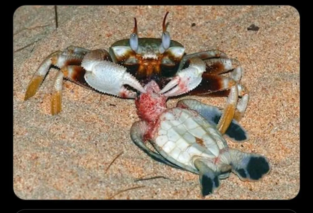 Screenshot_20231215_094005_Chrome.webp