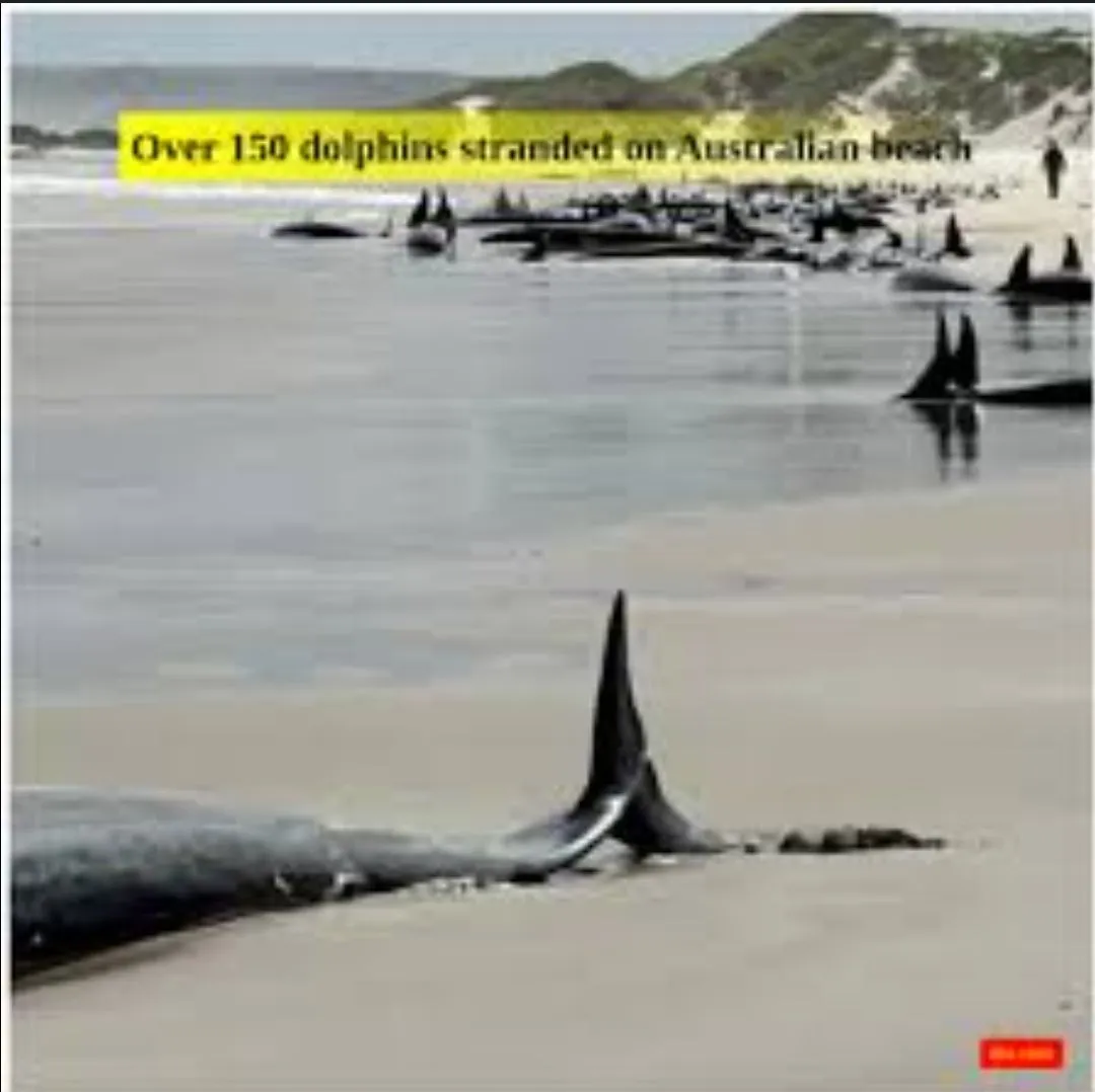 Screenshot_20250222_171159_Google.webp