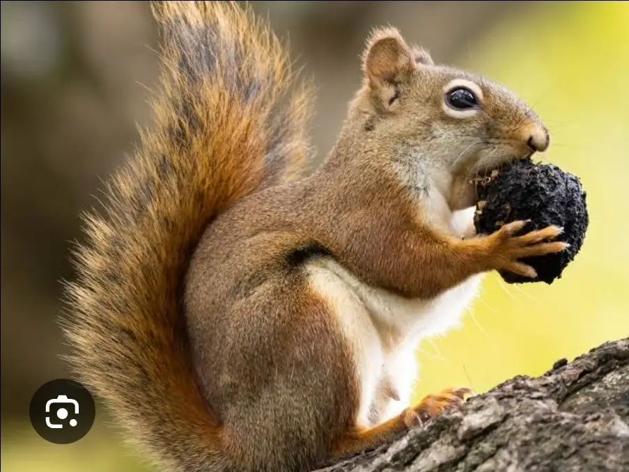 Screenshot_20250708_113742_Google.webp