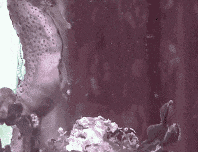seahorsegivingbirth.gif