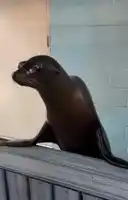 seal-clapping-property-of-mello.webp