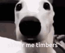 shiver-me-timbers-macksville-high-school.gif