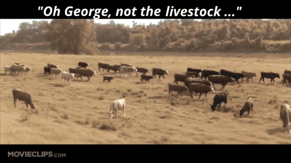 Shooting cows(1).gif