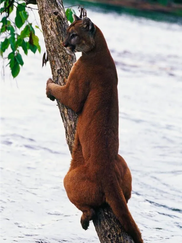 SNAG-0033.webp