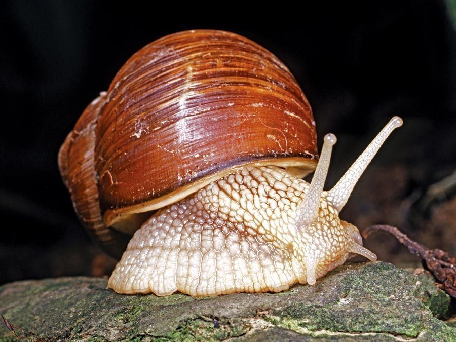 snail-gastropod-shell-animals-mollusks.jpg