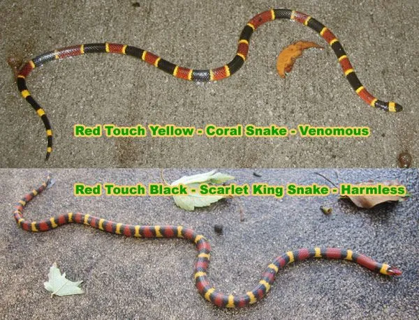 snakecoralrhyme-2273381249.webp