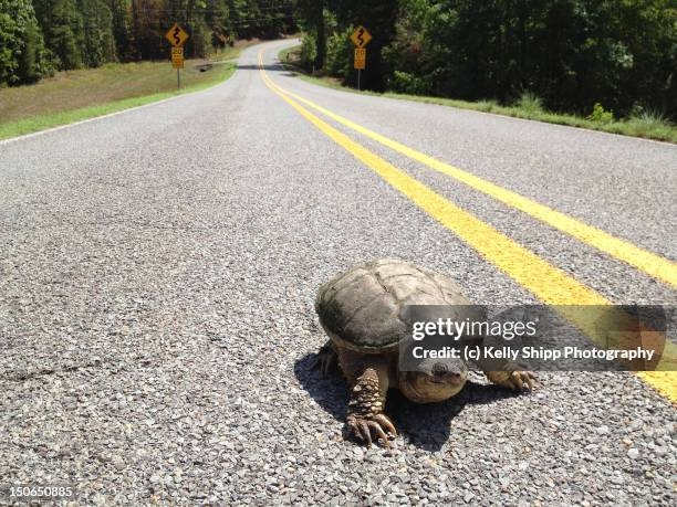 snapping-turtle-on-highway.jpg