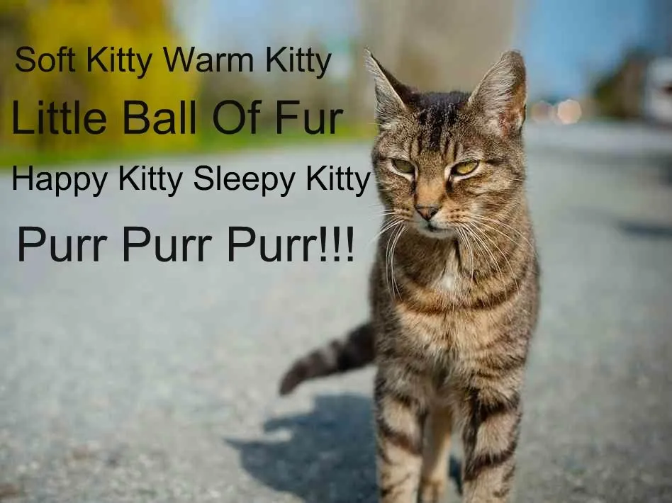 softkitty.webp
