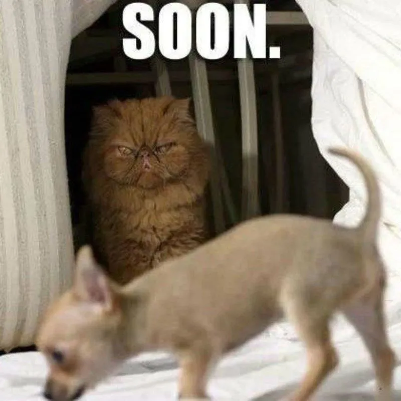 soon.jpeg.webp