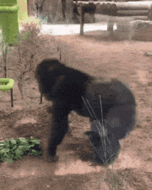 spazzy.gif
