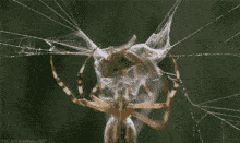 spider-wrapping.gif