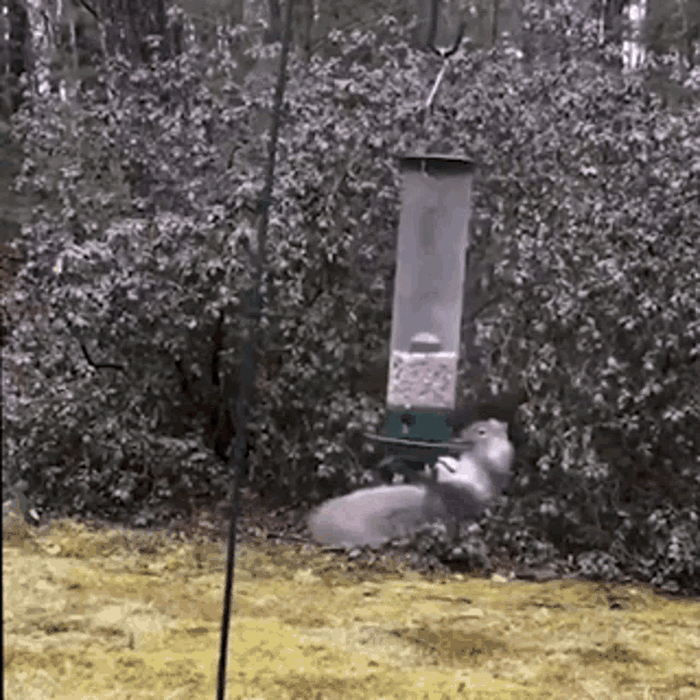 spin.gif