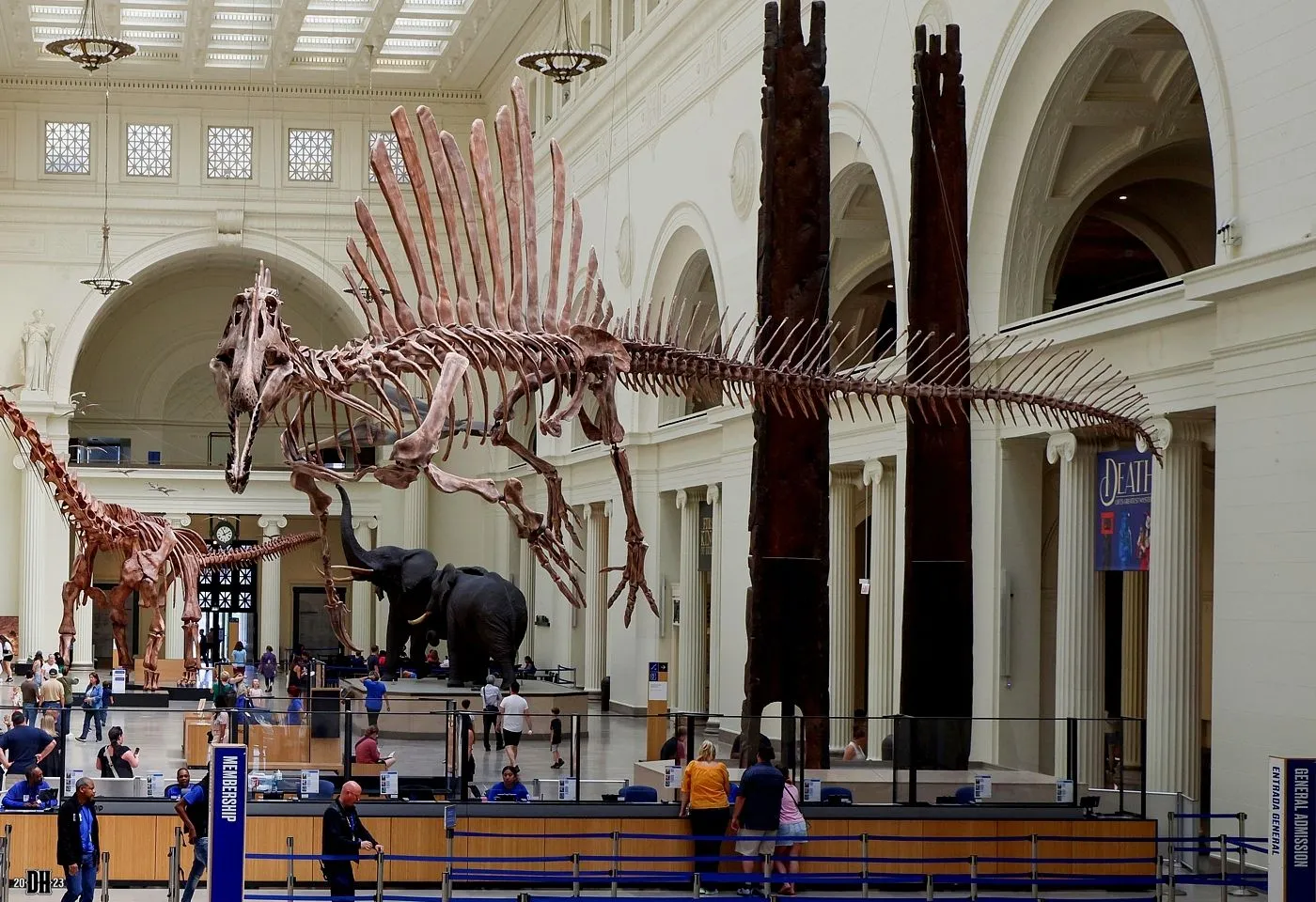 Spinosaurus skeleton.webp