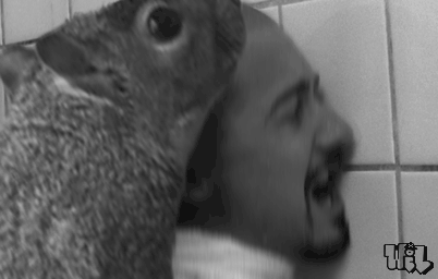 squierrel rape.gif