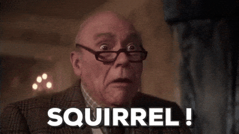 squirrel.gif