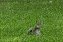 squirrel-nope.gif