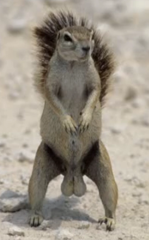 Squirrel_With_Big_Balls.webp