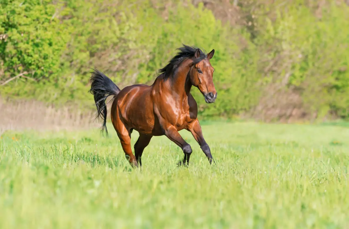 Stallion.webp