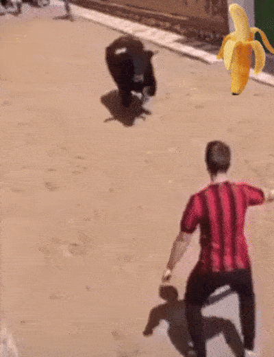 stier frisst hose.gif