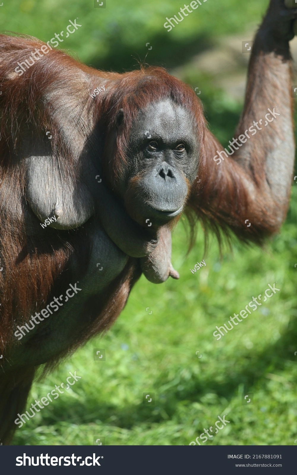stock-photo-female-orangutan-with-big-breasts-during-motherhood-at-the-zoo-2167881091.webp