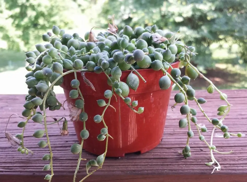 stringofpearls1.webp