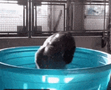 swim.gif