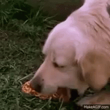 tenor-14.gif