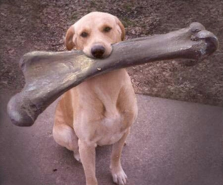 thanksgiving_dog_gets_bone.jpg-1.webp