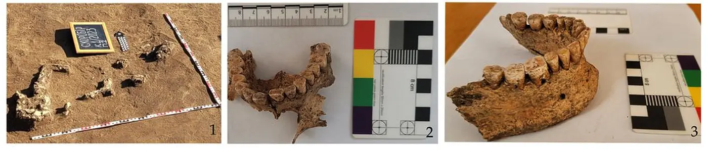 The bone material from the investigated mounds.webp