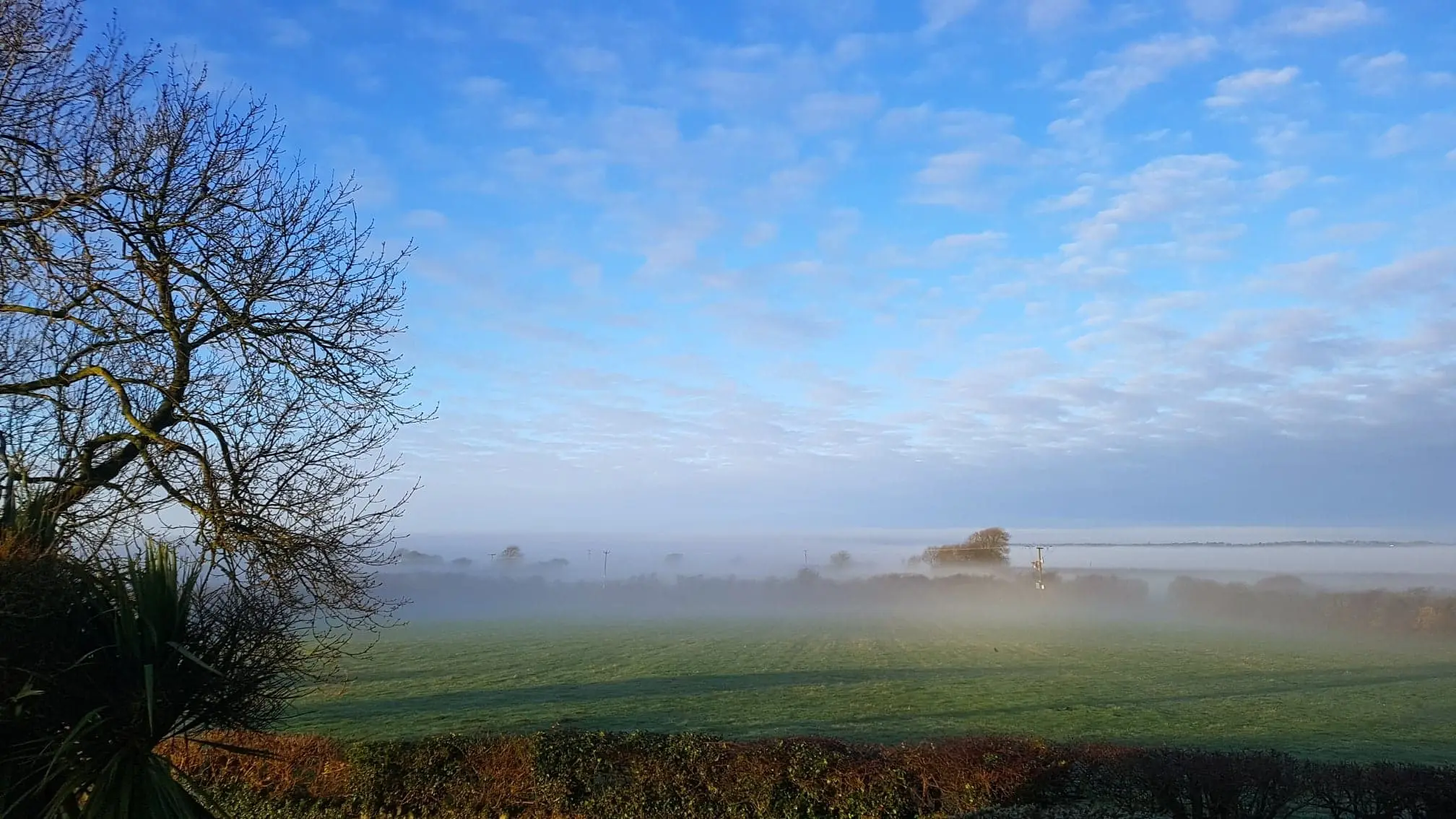 the mist.webp