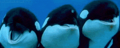 three-laughing-orca-6kx344bznktlrmy7.gif