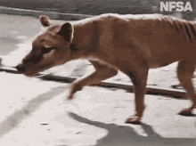 thylacine-tasmanian.gif