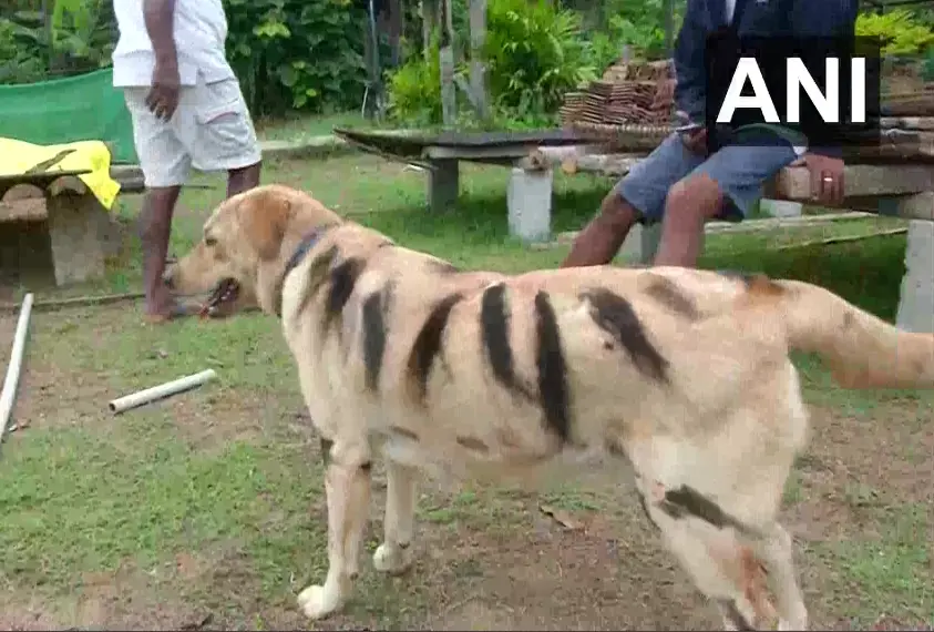 Tiger Dog 1.png