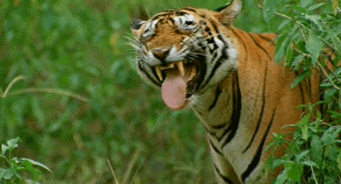 Tiger laff 2.gif