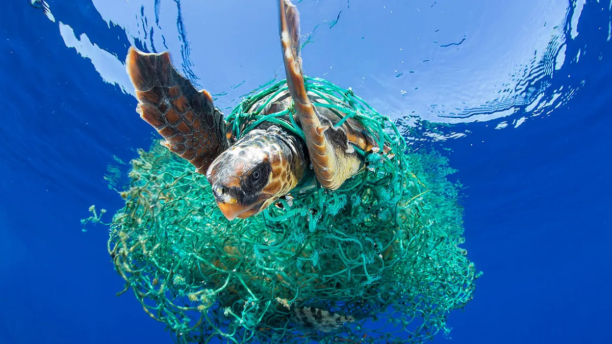 TOC_Entangled_Turtle_by_Francis_Perez1.jpg.webp