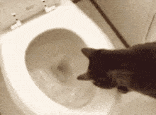 toilet.gif