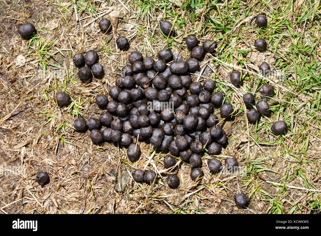 top-view-of-a-pile-of-goat-droppings-or-turd-that-can-be-used-as-a-KCWKW5.webp