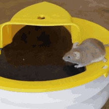 trapem.gif