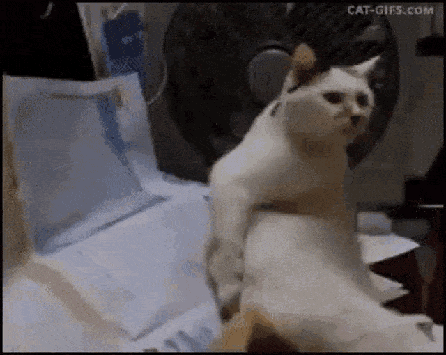 trizzy-trizzy019.gif