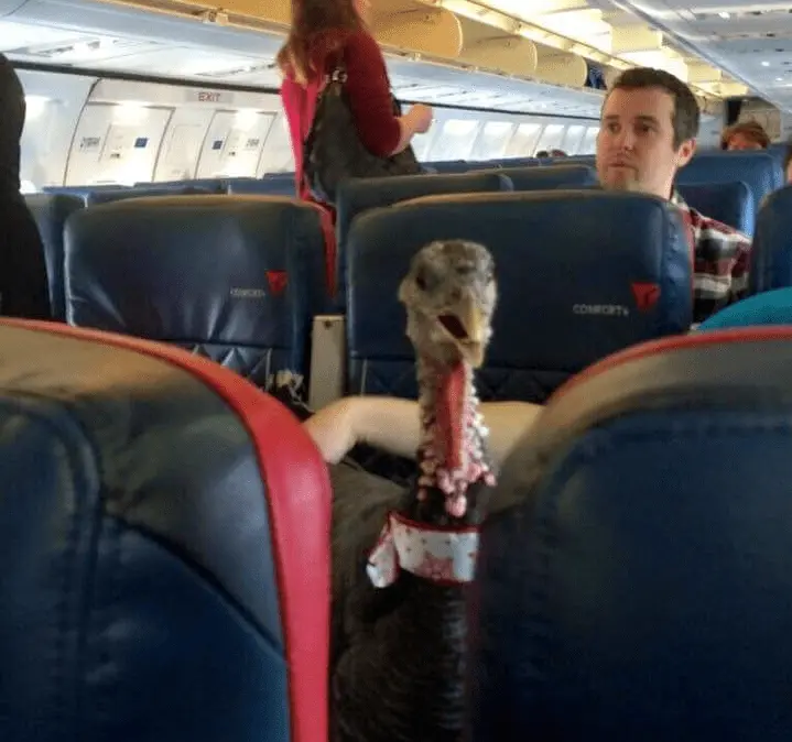 turkey-on-a-plane.webp