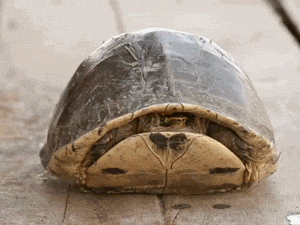 turtle.gif