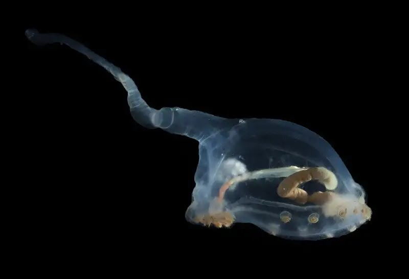 unknown-species-discov.webp
