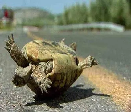 upside-down-turtle.webp
