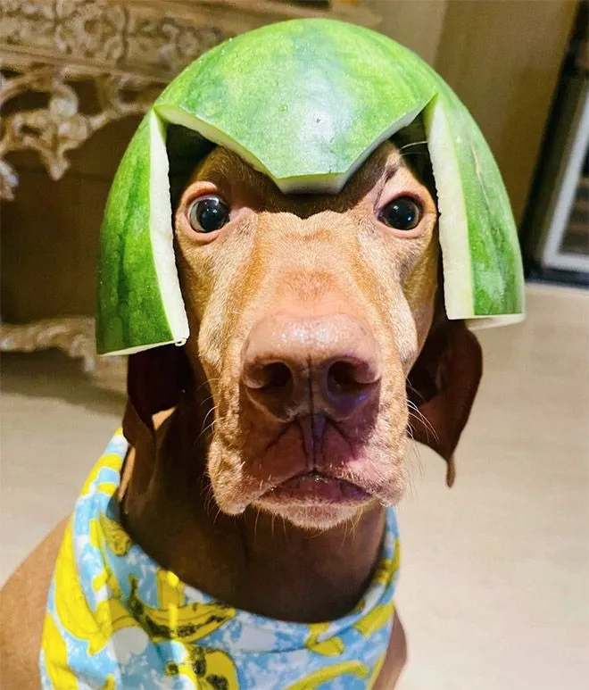 watermelon-hats19.webp