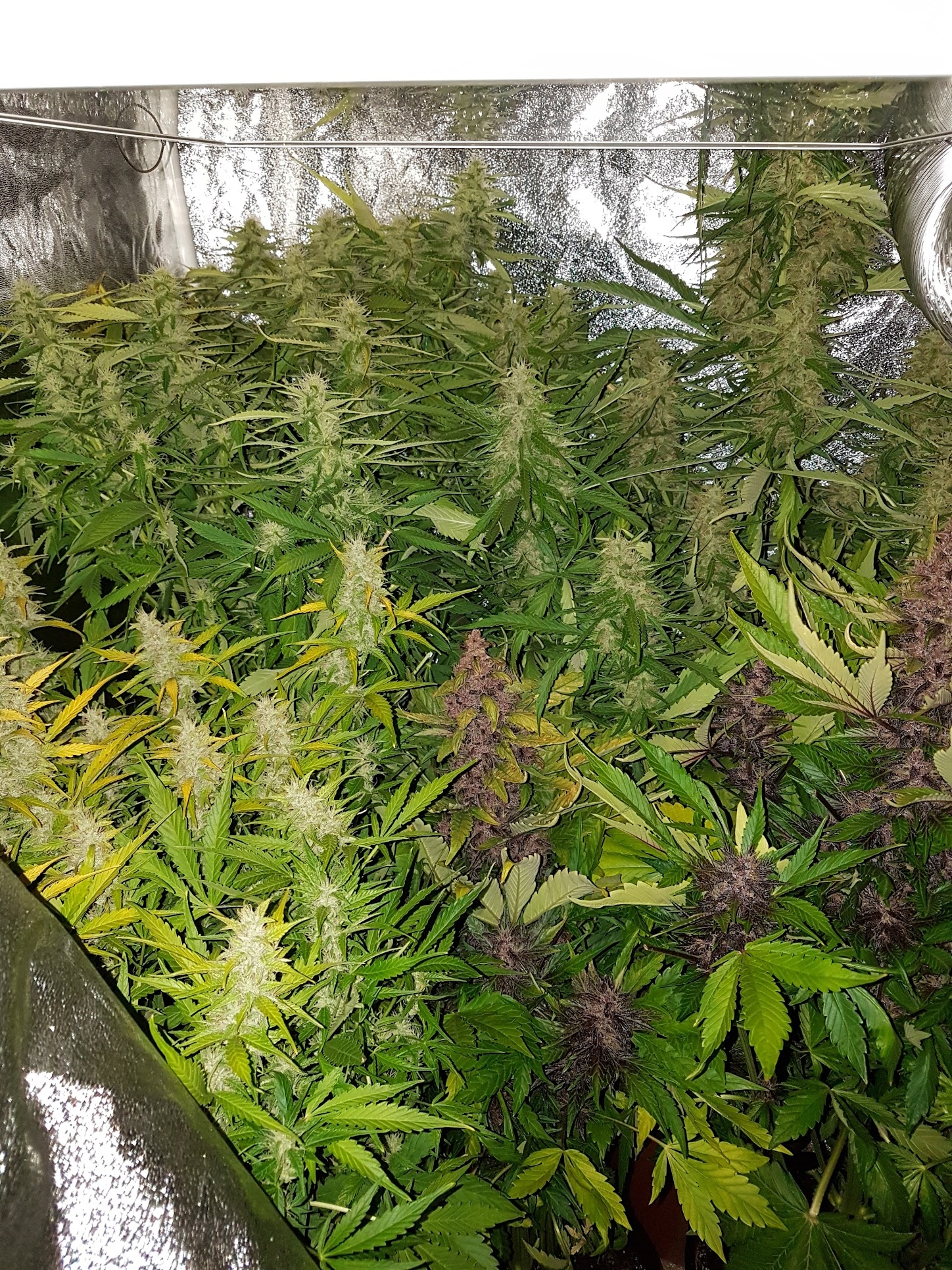 weed1.webp