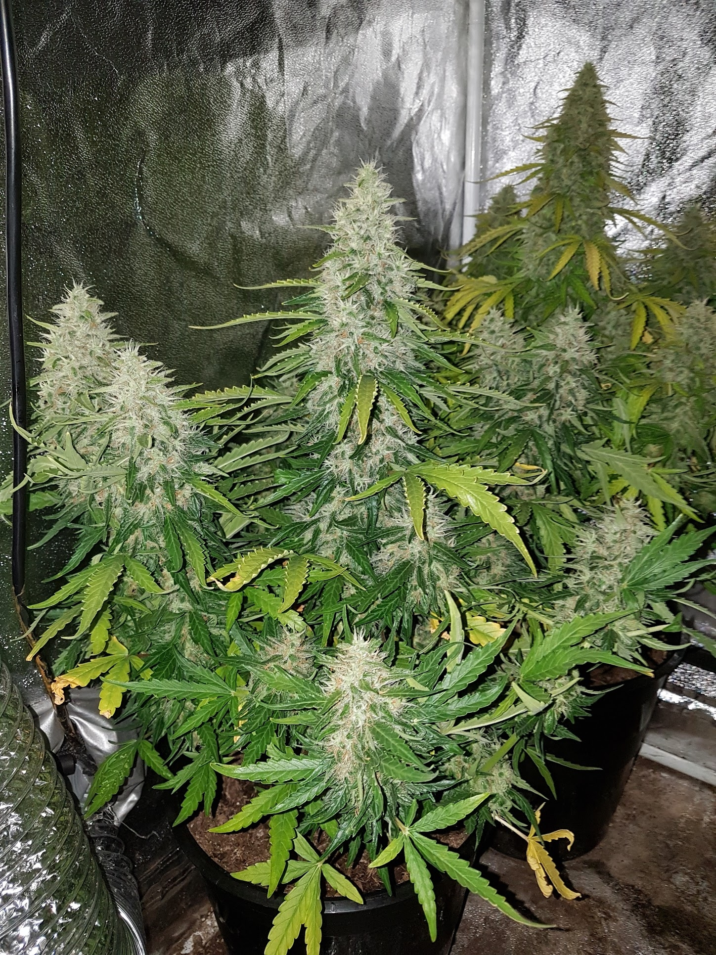weed2.webp