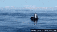 whale-orca.gif