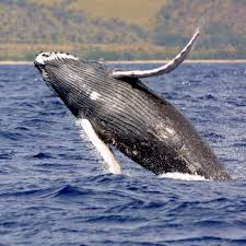 whale.webp