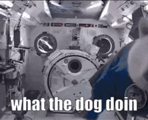 what-the-dog-doin-dog.gif